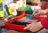 SOWING SEEDS - COREOPSIS, ADDING SAND