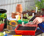 SOWING SEEDS - WATERING TROPAEOLUM