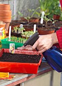 SOWING SEEDS - WATERING TROPAEOLUM