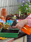 SOWING SEEDS - COREOPSIS, SPRAYING WITH WATER