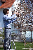 PRUNING MAPLE TREE, ACER PLATANOIDES GLOBOSUM