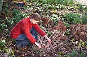 CUTTING BACK SEDUM TELEPHIUMRestriction:( English Speaking Territories Only)