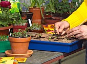 RE-POTTING SEEDLINGS