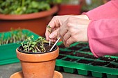 RE-POTTING SEEDLINGS