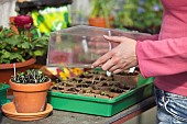 RE-POTTING YOUNG RADISH SEEDLINGS IN GREENHOUSE - PROPAGATOR