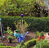 PLANTING ROSES IN GARDEN IN SPRINGTIME