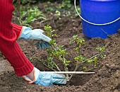 PLANTING ROSE IN SPRINGTIME