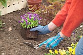PLANTING PERENNIALS IN SPRINGTIME - AUBRETIA