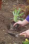 PLANTING PERENNIALS IN SPRINGTIME - GAILLARDIA