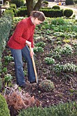 DIVIDING SEDUM TELEPHIUMRestriction:( English Speaking Territories Only)