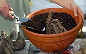 PLANTING DAHLIA TUBERS