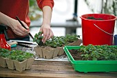 POTTING ON YOUNG IMPATIENS