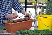 PLANTING YOUNG IMPATIENS PLANTS