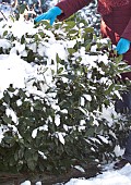 REMOVING SNOW FROM EVERGREEN SHRUB, PRUNUS LAUROCERASUS