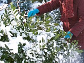 REMOVING SNOW FROM EVERGREEN SHRUB,  PRUNUS LAUROCERASUS