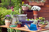 GETTING READY FOR SUMMER PLANTING - CONTAINER PLANTING
