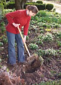 DIVIDING SEDUM TELEPHIUMRestriction:( English Speaking Territories Only)