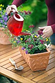 WATERING VERBENA - CONTAINER PLANTING