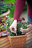 ADDING SLOW RELEASE PLANT FOOD - CONTAINER PLANTING