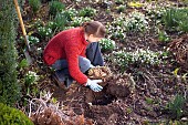 DIVIDING SEDUM TELEPHIUMRestriction:( English Speaking Territories Only)