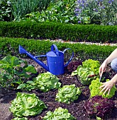 HARVESTING LETTUCES