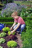 HARVESTING LETTUCES