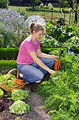 HARVESTING CARROTS