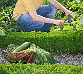 HARVESTING CUCUMBERS