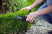 TRIMMING BUXUS