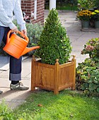 WATERING TOPIARY BUXUS