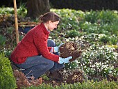 DIVIDING SEDUM TELEPHIUMRestriction:( English Speaking Territories Only)