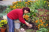 PLANTING TULIP BULBS IN BORDER