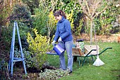 WATERING IN A NEWLY PLANTED EUONYMUS SHRUB