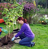 PLANTING RASPBERRY CANES