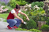 SHAPING BUXUS WITH TOPIARY SHEARS