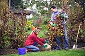 PLANTING A BEECH HEDGE - MOVING INTO POSITION