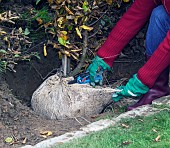 PLANTING A BEECH HEDGE - REMOVING HESSIAN SACK