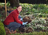 DIVIDING SEDUM TELEPHIUMRestriction:( English Speaking Territories Only)