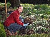 DIVIDING SEDUM TELEPHIUMRestriction:( English Speaking Territories Only)