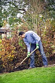 PLANTING A BEECH HEDGE - BACK FILLING