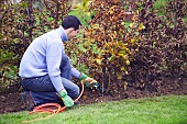 PLANTING A BEECH HEDGE - WATERING