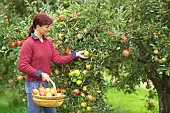 HARVESTING APPLES