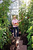 HARVESTING TOMATOES IN GREENHOUSE