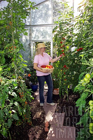 HARVESTING_TOMATOES_IN_GREENHOUSE