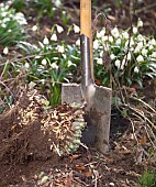 DIVIDING SEDUM TELEPHIUMRestriction:( English Speaking Territories Only)