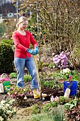 PLANTING A ROSE - DIGGING A HOLE