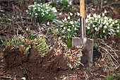 DIVIDING SEDUM TELEPHIUMRestriction:( English Speaking Territories Only)