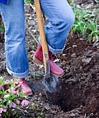 DIGGING IN THE GARDEN