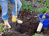 PLANTING A ROSE - DIGGING A HOLE