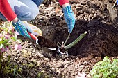 PLANTING A ROSE - BACK FILLING